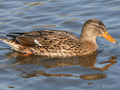 Mallard